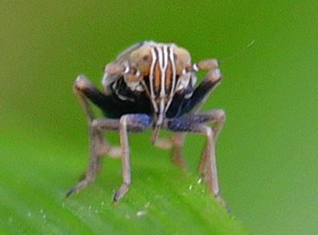 Réf. 343 272 : Dicranotropis hamata